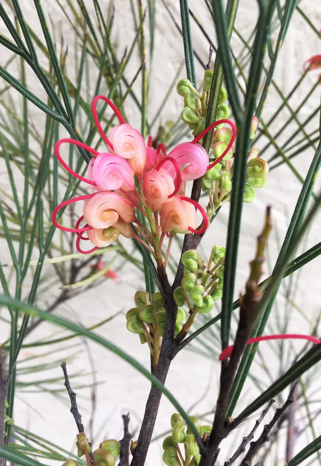 Grevillea 'Long John'